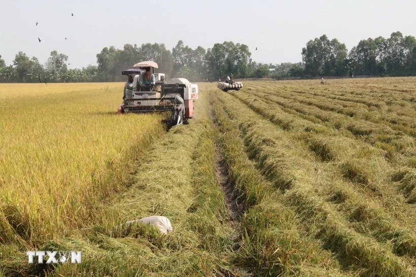 Giá lương thực thế giới tăng lên mức cao nhất trong vòng 19 tháng qua