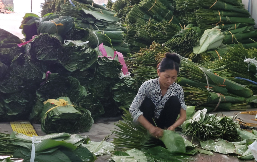 Lá dong xã Quảng Châu xuất ngoại