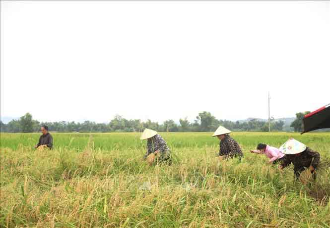 Ứng phó bão số 1: Lên phương án tiêu úng, bảo vệ lúa mới gieo cấy