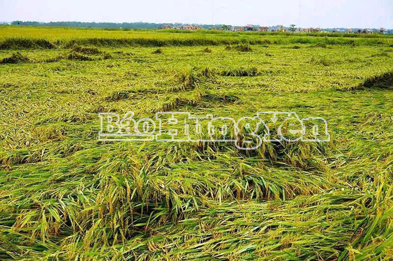 Hưng Yên: Triển khai đồng bộ các giải pháp ứng phó với bão số 10 