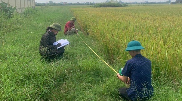 Nhiều bất cập sau dồn thửa đổi ruộng ở phường Phan Đình Phùng