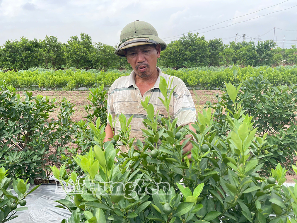 Hiệu quả kinh tế từ trồng quất cảnh ở xã Mễ Sở