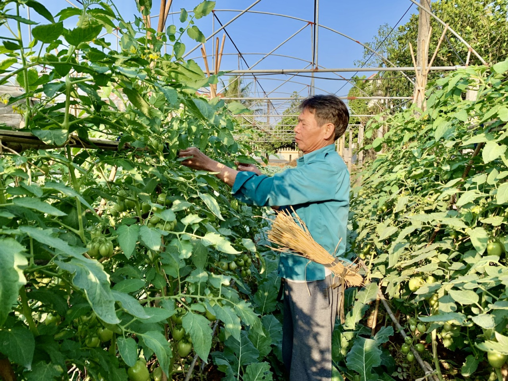 Tiên Lữ sản xuất vụ đông theo hướng hàng hóa