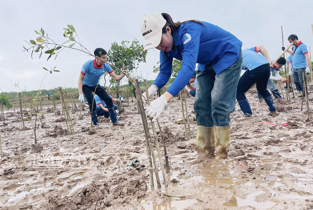 Hưng Yên: Phấn đấu trồng mới 20 ha rừng
