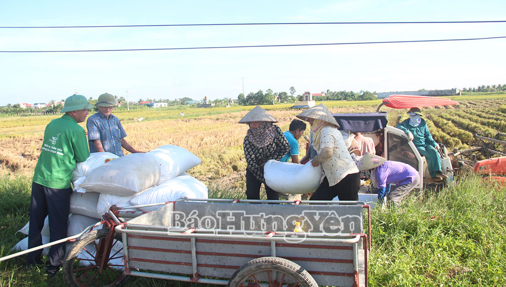 Nông dân hối hả thu hoạch lúa mùa