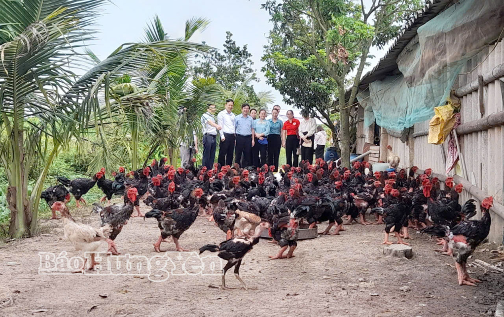 Đánh giá mô hình nuôi gà lai Đông Tảo thương phẩm an toàn sinh học