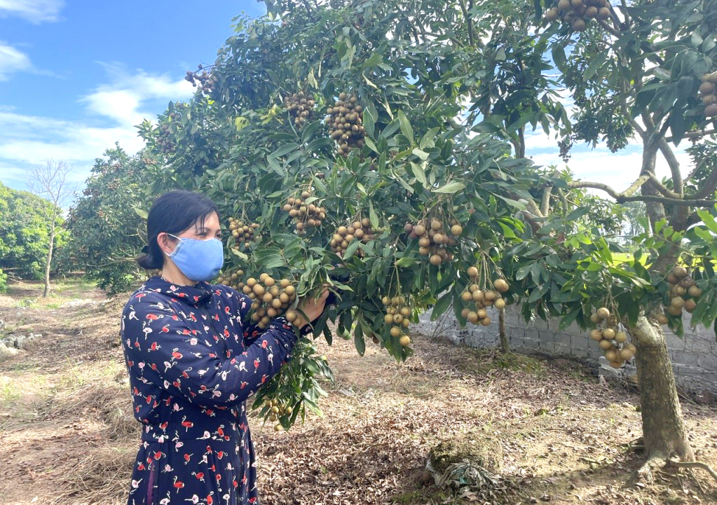 Phong trào “Nông dân thi đua sản xuất, kinh doanh giỏi” ở xã Hưng Đạo