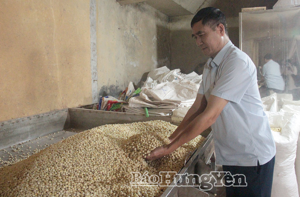 Thu gần 700 triệu đồng/năm từ nghề chế biến hạt sen