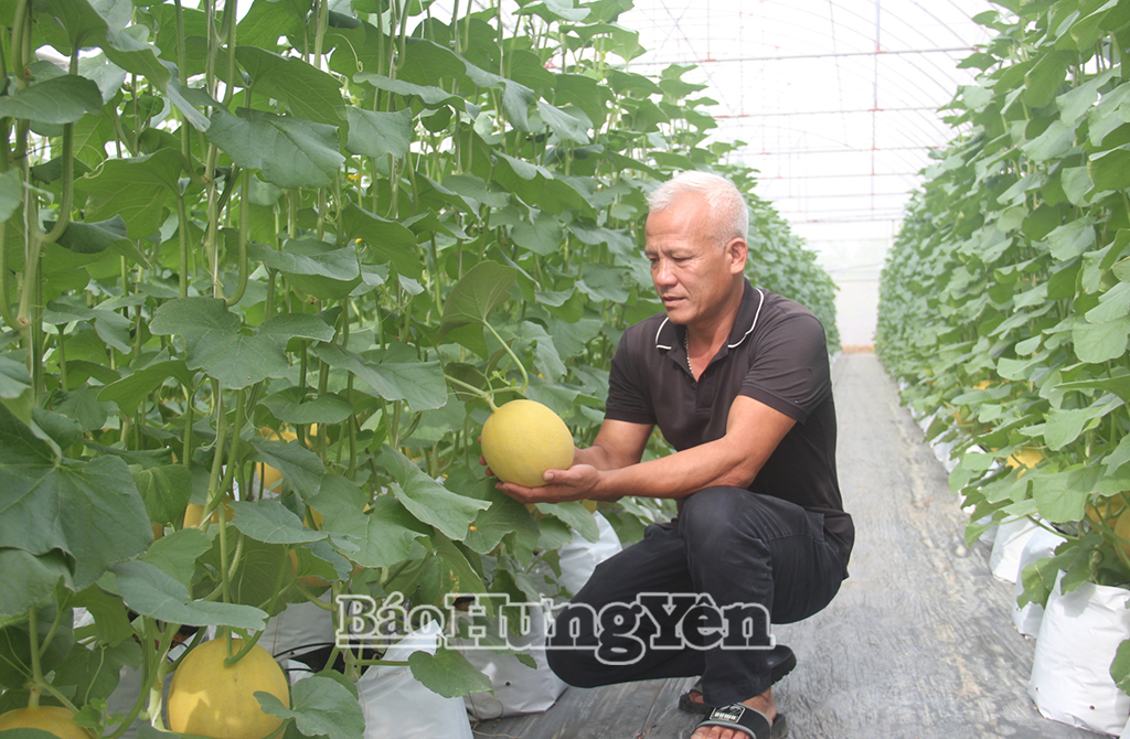 Thủ lĩnh hợp tác xã công nghệ cao