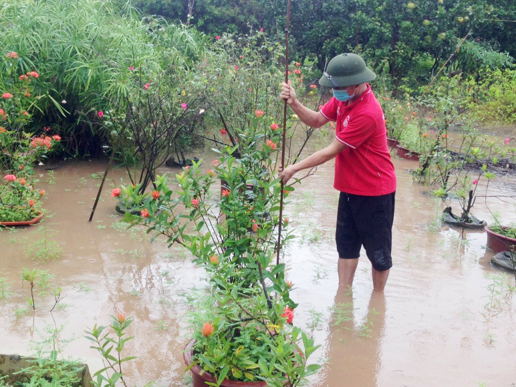 Chủ động phòng, chống úng bảo vệ cây trồng