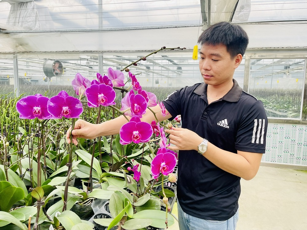 Kỹ sư “bỏ phố về quê” làm nông nghiệp công nghệ cao