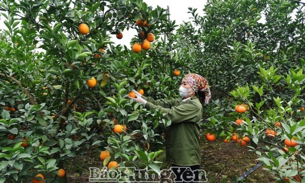 Toàn tỉnh trồng gần 3,9 nghìn héc-ta cam, bưởi