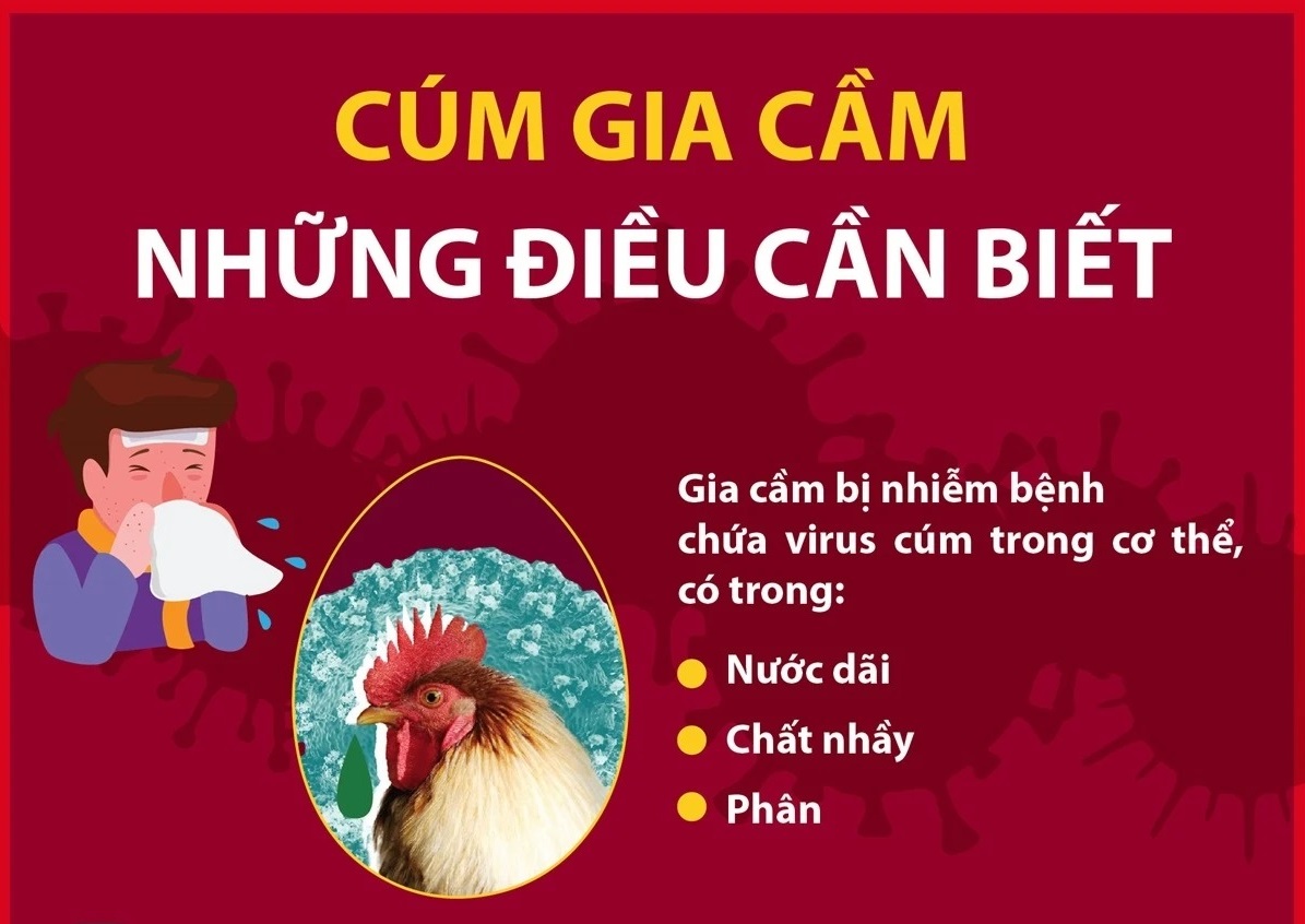 Những điều cần biết để phòng tránh bệnh cúm gia cầm