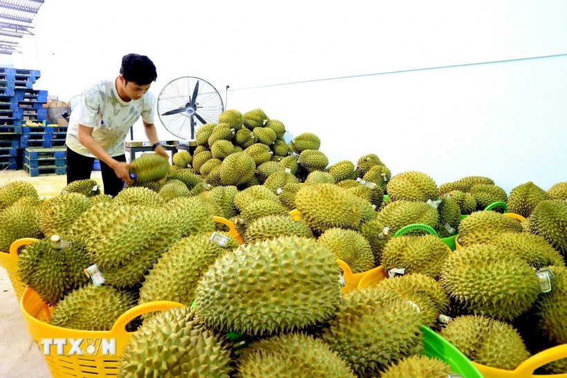Chất lượng và kiểm dịch vẫn là yếu tố then chốt để tăng xuất khẩu trái cây
